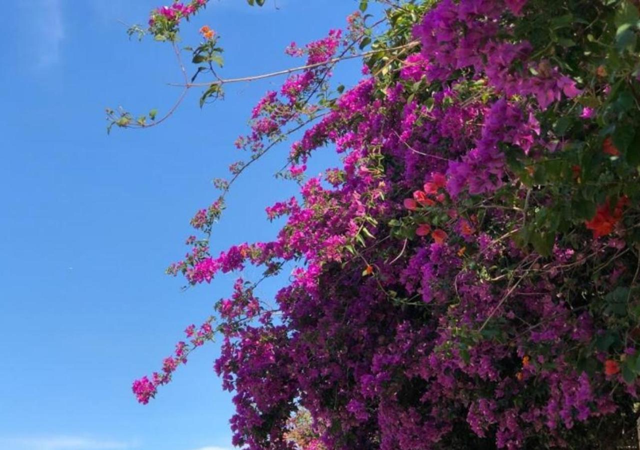 Pousada Halliny Do Rosa Praia do Rosa Kültér fotó